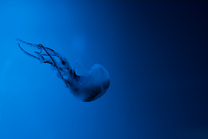 Jellyfish with tentacles on blue background