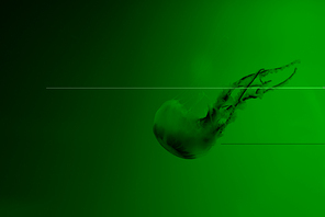 Jellyfish with tentacles on green background