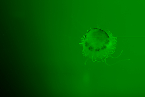 Jellyfish with tentacles on green background
