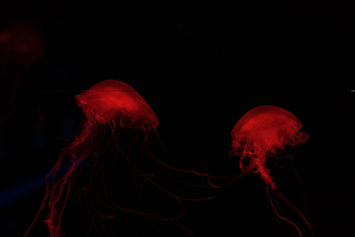 Two jellyfishes in red neon light on black background