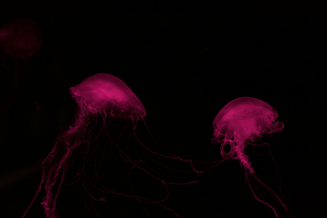 Two jellyfishes in pink neon light on black background