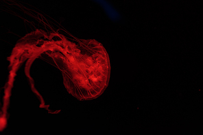 Jellyfish in red neon light on black background