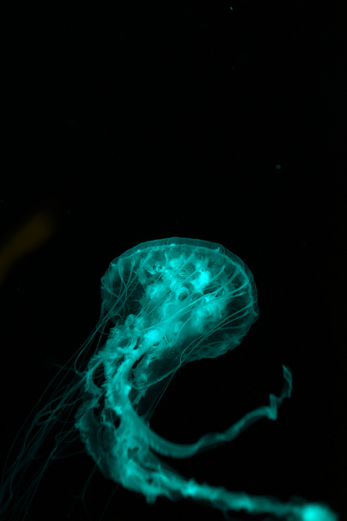 Jellyfish with tentacles in green neon light on black background