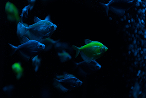 Selective focus of fishes with neon light on dark background