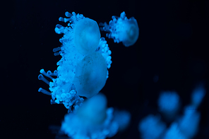 Selective focus of cassiopea jellyfishes in blue neon light on black background