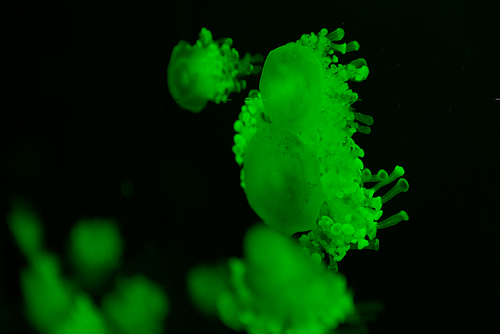 Selective focus of cassiopea jellyfishes in green neon light on black background
