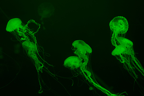 Jellyfishes with tentacles in green neon light on dark background