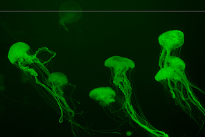 Jellyfishes with tentacles in green neon light on dark background