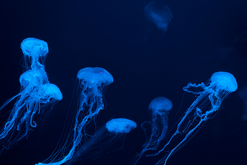 Jellyfishes in blue neon light on dark background