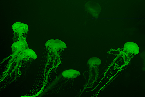 Jellyfishes in green neon light on dark background