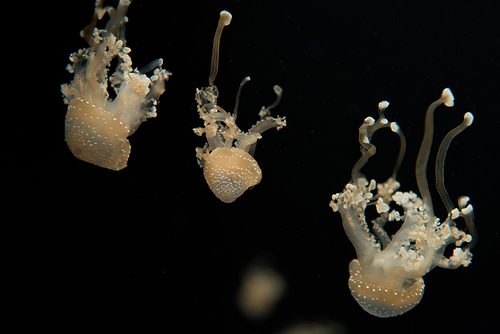 Spotted jellyfishes with tentacles on black background