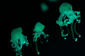 Spotted jellyfishes with green neon light on black background