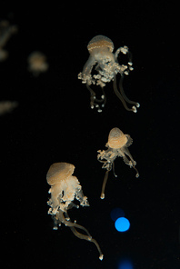 Spotted jellyfishes with light on black background
