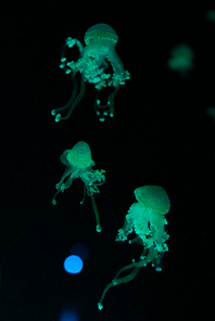 Spotted jellyfishes in green neon light on black background