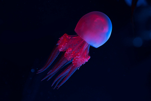 Jellyfish in pink and blue neon lights on dark background