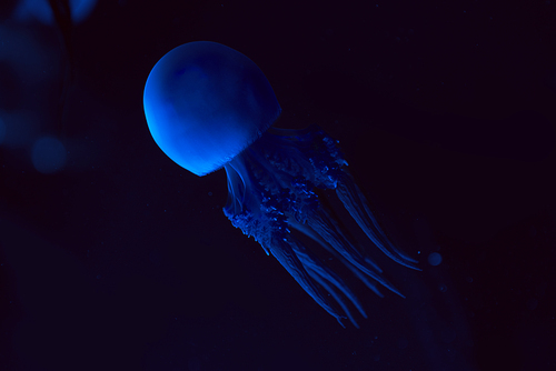 Jellyfish with blue neon light on dark background
