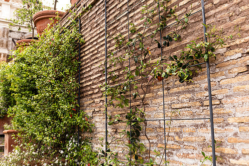 old brick wall with green plants in rome, italy