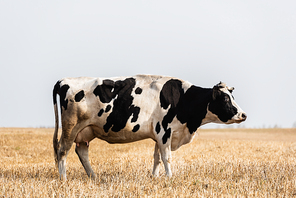 black and white cow standing in golden field
