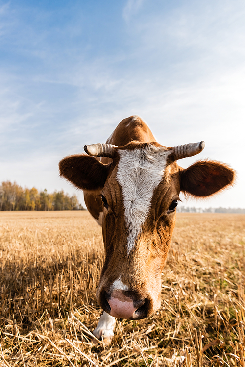 bull with horns standing on field against blue sky