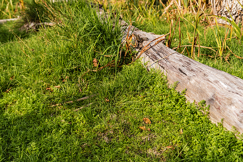 sunlight on wooden log near green grass