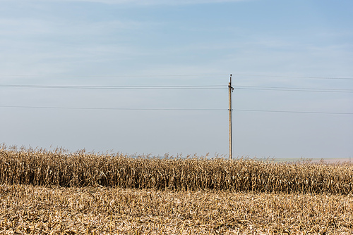 golden rye field near power line against blue sky