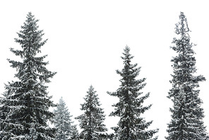 pine trees covered with snow on white sky background