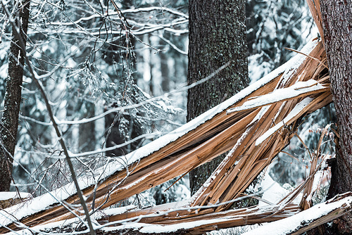 wooden planks in forest covered with snow in winter