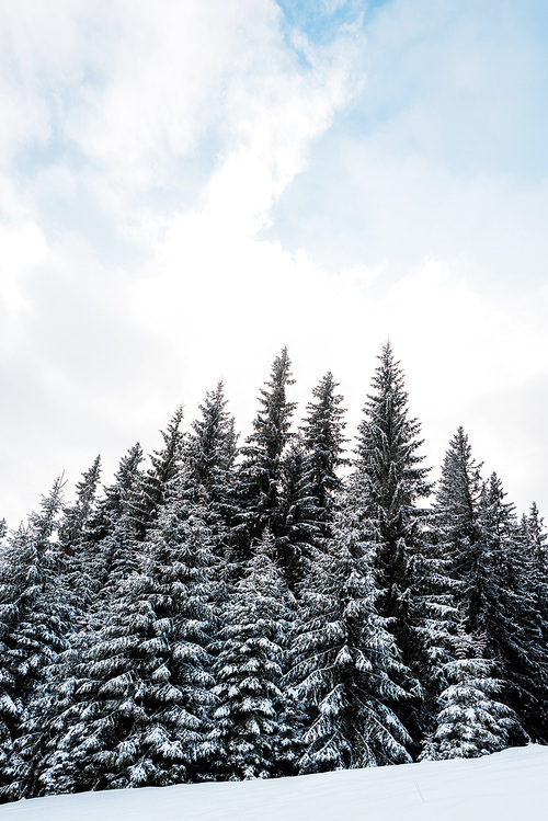 low angle view of pine forest with tall trees covered with snow on hill