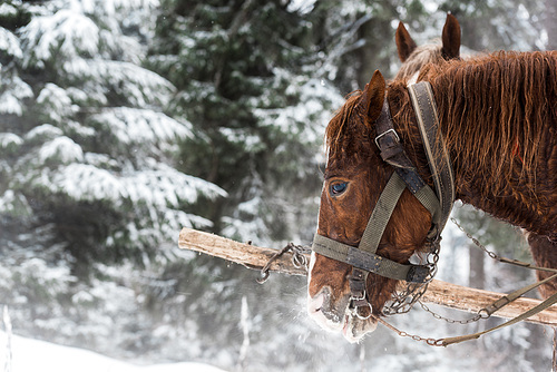 horses with horse harness in snowy mountains with pine trees