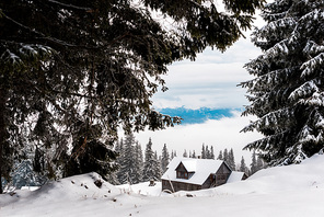 scenic view of pine trees covered with snow near mountain wooden house