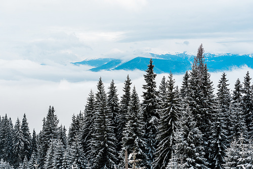 scenic view of forest with pine trees in winter mountains and white fluffy clouds