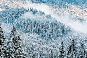 scenic view of snowy pine trees and white fluffy clouds in mountains