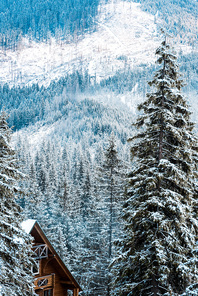 wooden house near pine trees in winter snowy mountains