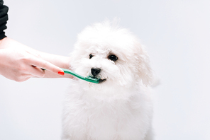 Cropped view of woman brushing teeth to havanese dog isolated on grey