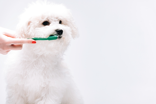Cropped view of woman brushing teeth to cute bichon havanese dog isolated on grey