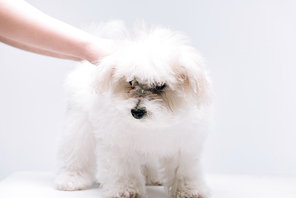 Cropped view of woman petting fluffy havanese dog on white surface isolated on grey