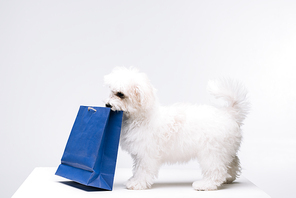 Havanese dog holding blue paper bag on white surface isolated on grey