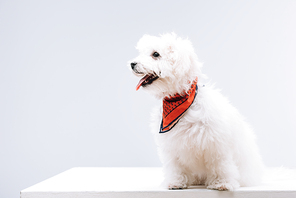 Bichon havanese dog with red neckerchief sticking out tongue on white surface isolated on grey