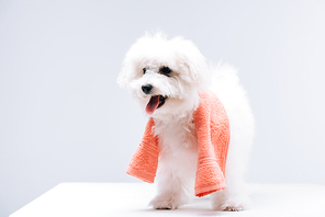 Bichon havanese dog with towel on white surface isolated on grey