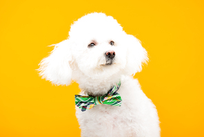 Bichon havanese dog in bow tie isolated on yellow