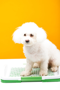 Bichon havanese dog sitting on pet toilet on white surface isolated on yellow