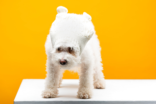 Cute havanese dog in knitted hat on white surface isolated on yellow