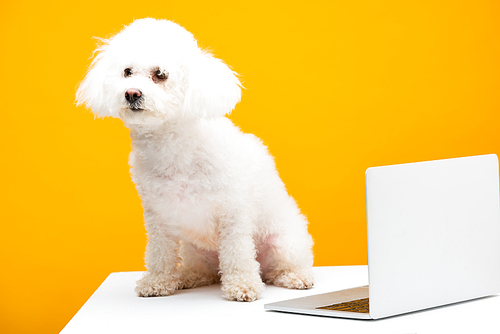 Havanese dog sitting near laptop on white surface isolated on yellow