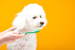 Cropped view of woman holding toothbrush near havanese dog isolated on yellow