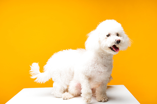Two bichon havanese dogs on white surface isolated on yellow