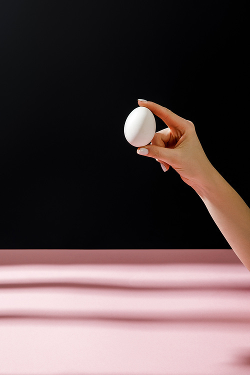 Cropped view of woman holding chicken egg isolated on black background