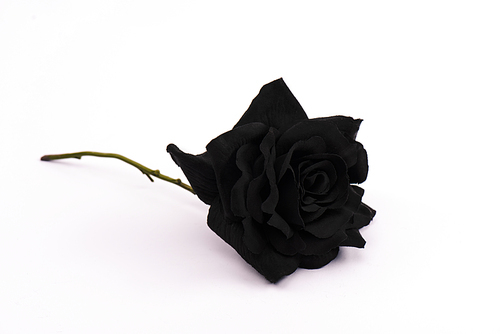 black and blooming rose on white with copy space
