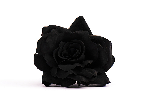 black and blossoming rose on white with copy space