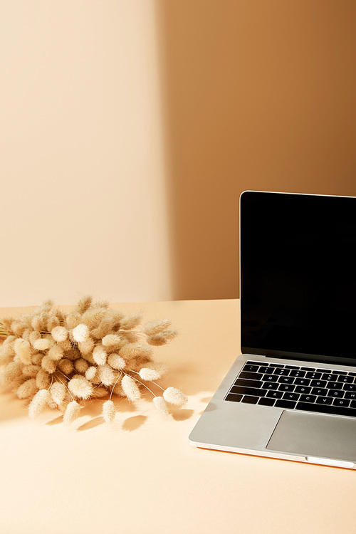 laptop with blank screen near lagurus spikelets on beige background