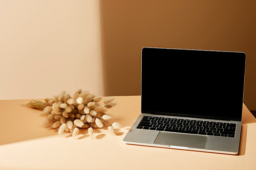 laptop with blank screen near lagurus spikelets on beige surface